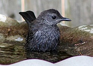 Gray Catbird