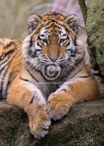 Amur Tiger Cub