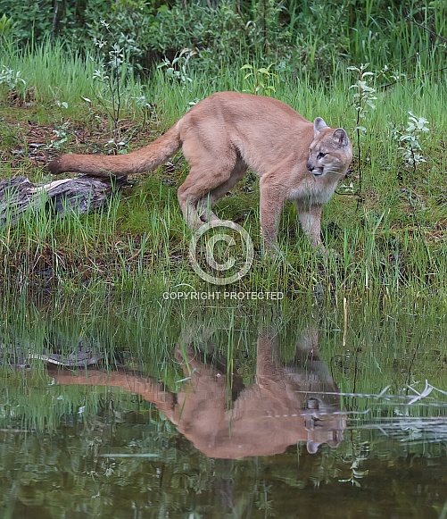Mountain Lion, or  cougar, puma, panther, and catamount