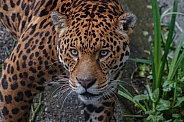 Jaguar Head Shot