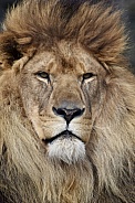 African Lion