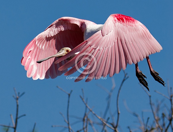 Roseate Spoonbill