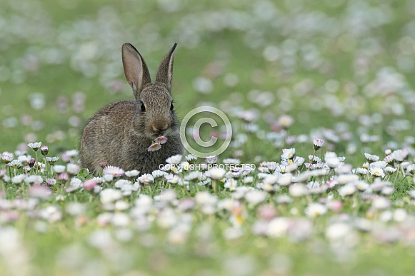 Wild Rabbit Wild Rabbit
