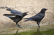 black crows (carrion crow)