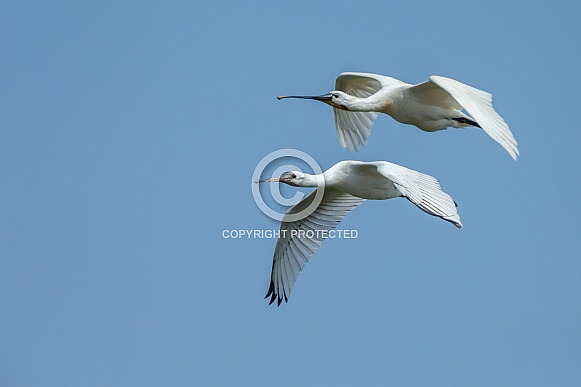 The Eurasian spoonbill The Eurasian spoonbill