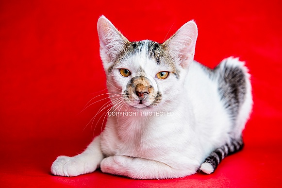 Domestic Cat