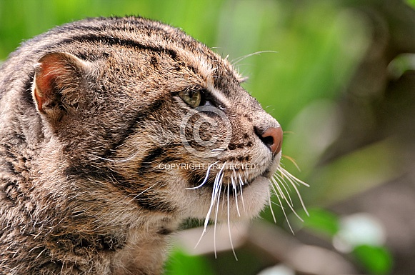 Fishing Cat Fishing Cat
