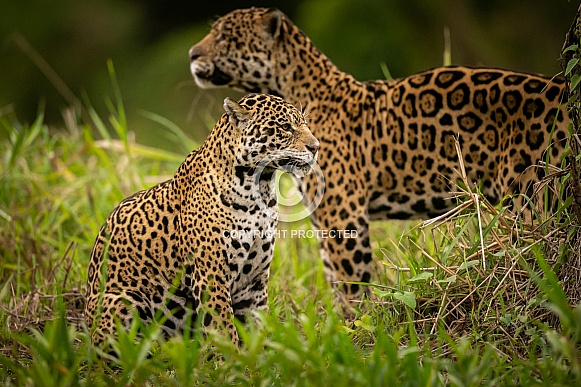 American jaguar in the nature habitat