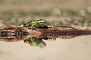 Green frog in the water