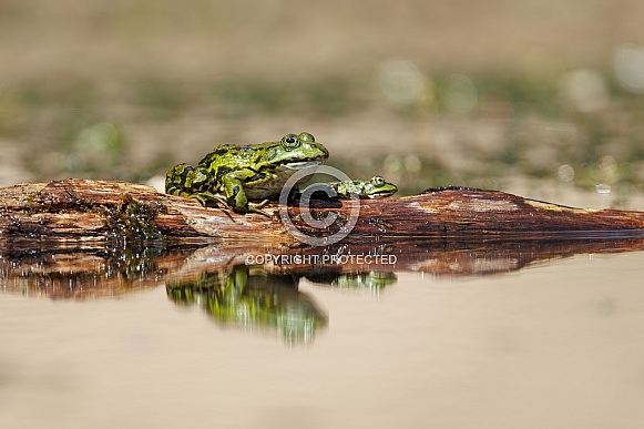 Green frog in the water