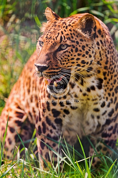Leopard