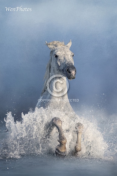 Rearing Camargue horse