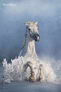 Rearing Camargue horse