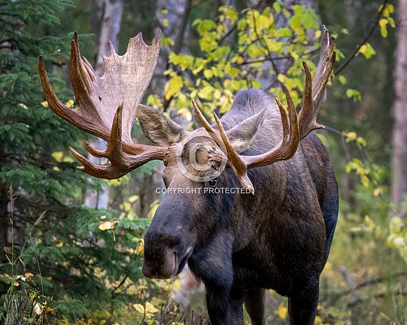 Bull moose in the forest