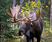 Bull moose in the forest