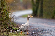 Goose Crossing