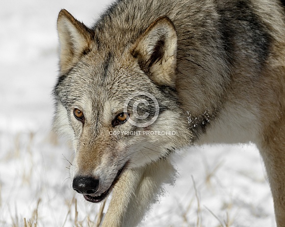 Grey Wolf-Wolfish Beauty Grey Wolf-Wolfish Beauty