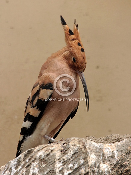 Hoopoe