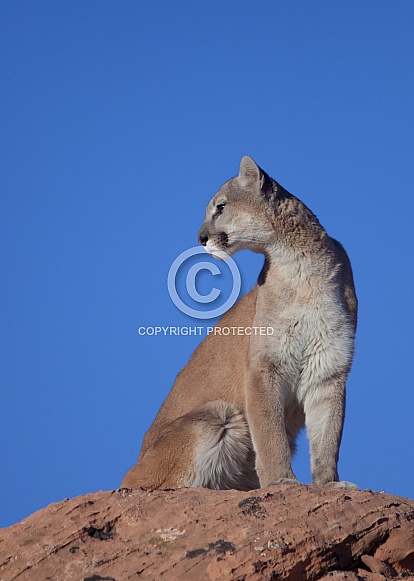 Mountain lion, cougar, puma concolor Mountain lion, cougar, puma concolor