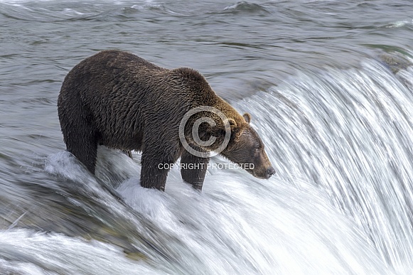 Brown Bear