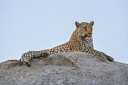 African Leopard (Male)