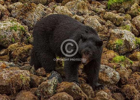 Black Bear Black Bear
