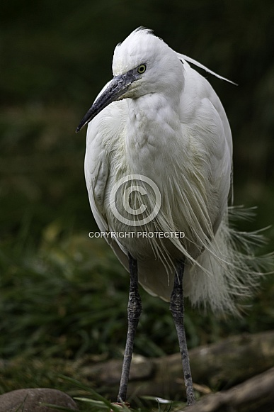 Cattle Egret Cattle Egret