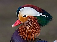 Male Mandarin Duck