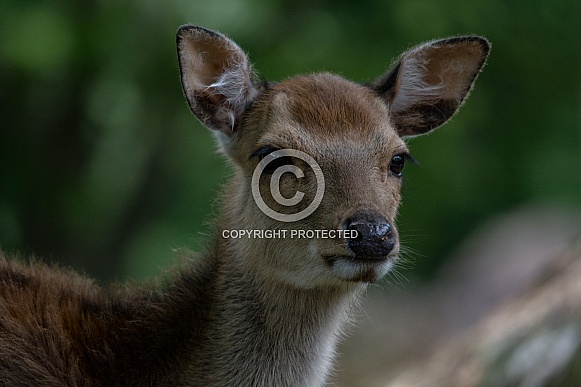 Blackbuck Baby