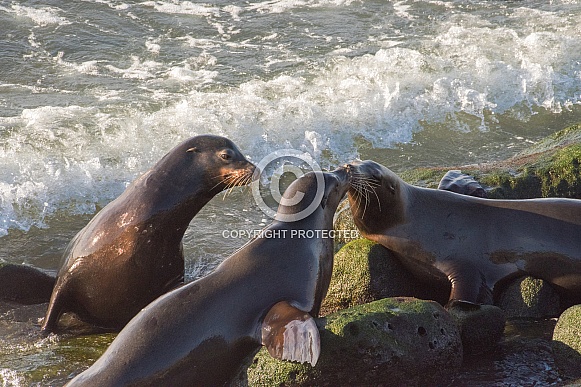 Sea Lions - Meet and Greet