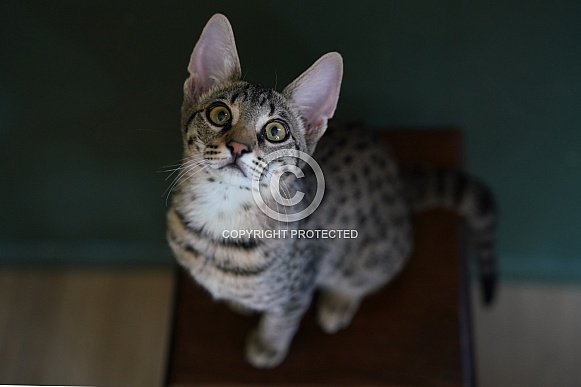 Savannah Cat
