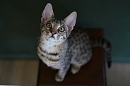 Savannah Cat