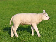 Texel sheep lamb