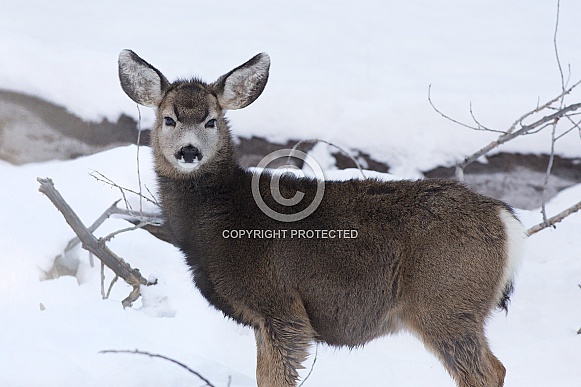 Mule Deer Mule Deer