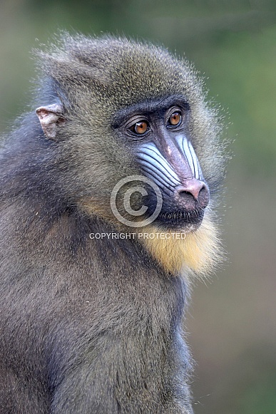 Mandrill (Mandrillus sphinx) Mandrill (Mandrillus sphinx)