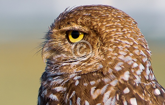 Burrowing Owl