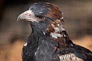Black-breasted Buzzard (captivity).