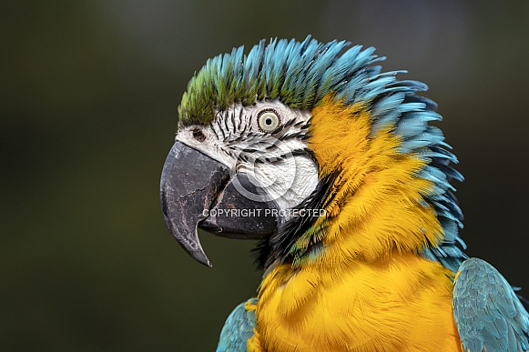 Blue and yellow macaw (Ara ararauna)