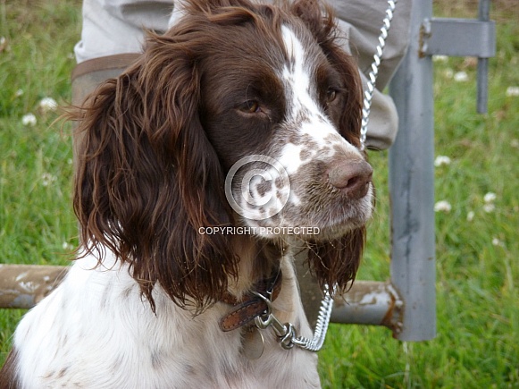 Springer Spaniel
