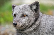 Portrait of an arctic fox