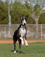 Great dane dog running with his ears up