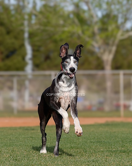 Great dane dog running with his ears up Great dane dog running with his ears up