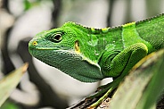 Banded Iguana