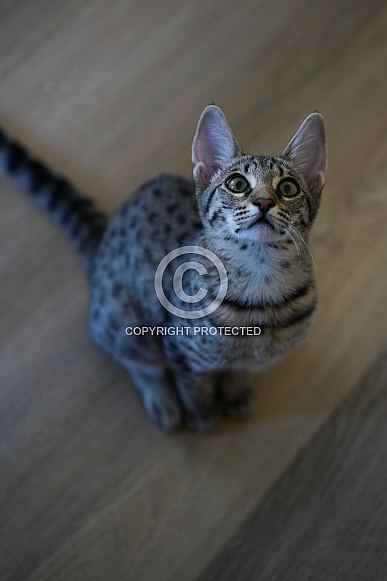Savannah Cat