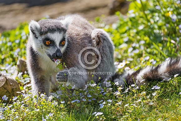 Lemur and flowers