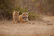Beautiful tiger in the nature habitat. Tiger pose in amazing light. Wildlife scene with wild animal. Indian wildlife. Indian tiger. Panthera tigris tigris.