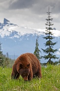 Black Bear and cubs