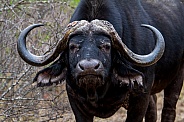 Buffalo (wild)
