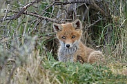 Red fox cubs in there natural habitat