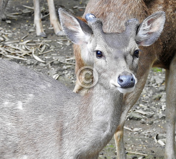 Javan Rusa Javan Rusa